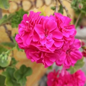 Meet your Posher, Grace